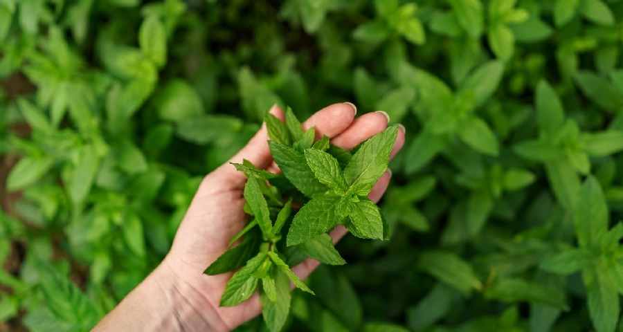 kelebihan daun stevia