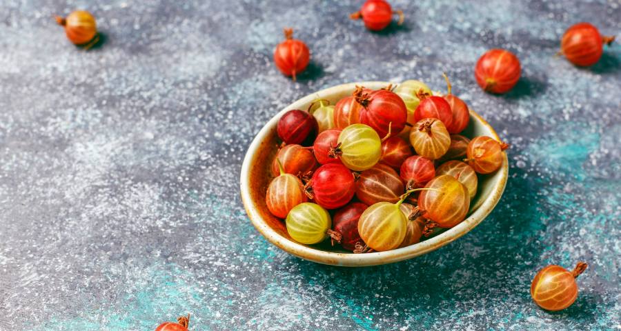 manfaat buah ciplukan